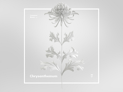 Common Room 2017 - Chryzanthemum