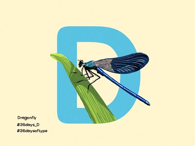 Dragon Fly - 36Days Of Type 36daysoftype alphabet design digital painting dragonfly graphic design illustration insects lettering pratikartz sketch typography