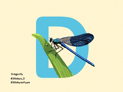 Dragon Fly - 36Days Of Type