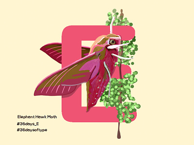 Elephant Hawk Moth - 36days Of Type alphabets digital painting elephant graphic design hawk illustration insects lettering moth pratikartz sketch typography typography art