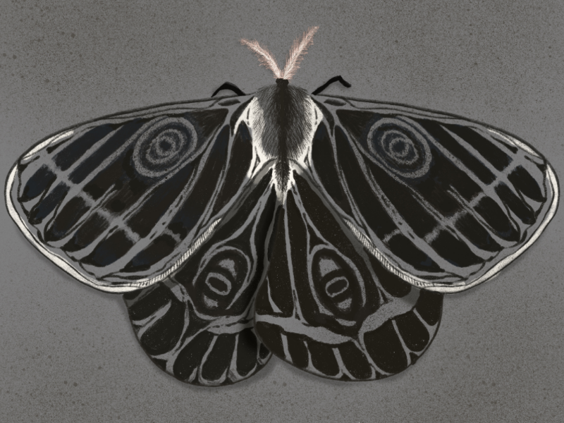 Metamorphosis painting artwork hand drawn procreate digital art brush nature