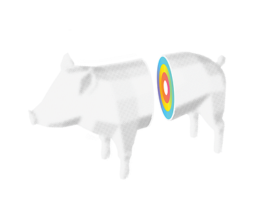 Rainbow Pig