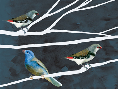 finches illustration birds collage illustration photoshop textile watercolor