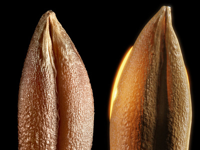 seed reference (Photo/from web/ left, 3D Right)