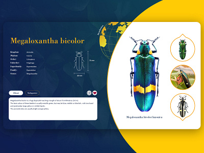 Website with insect details bug buprestidae insect insecta megaloxantha web design webdesign