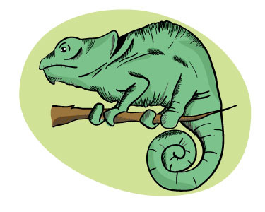 Chameleon II illustrations