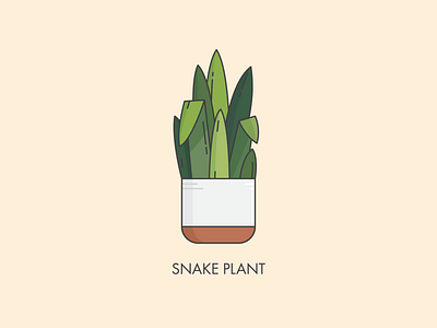 Houseplants - Snake Plant