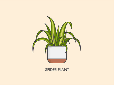 Houseplants - Spider Plant