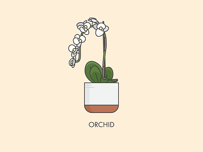 Houseplants - Orchid flat flower graphic design green houseplant illustration indoor orchid plant