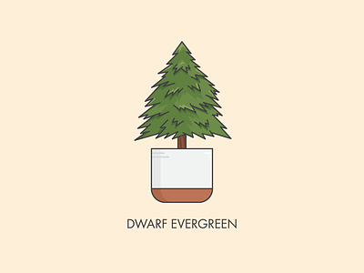 Houseplants - Dwarf Evergreen