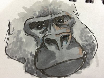 Gorilla drawing gorilla sketch