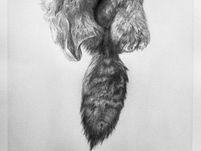 Coyote Tail animals coyote drawing