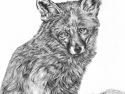 Disappointed Fox animal drawing fox pen and ink