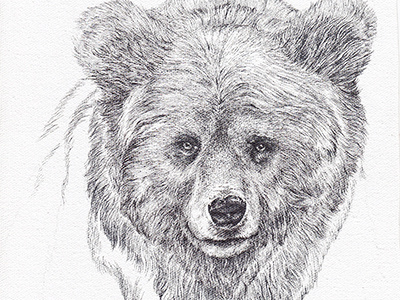 Momma Bear animals illustration line pen