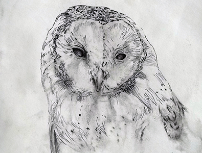 owl by Katie Lefler on Dribbble