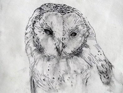 owl animals art etching illustration pen pen and ink realism