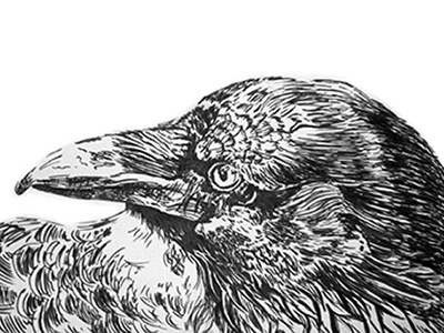 Crow and animals art illustration ink pen and ink realism