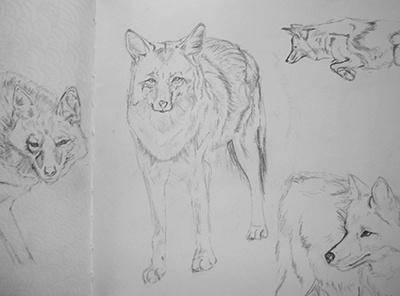 Coyote sketches animals illustration