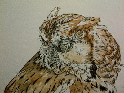 Serious owl drawing illustration owls watercolour