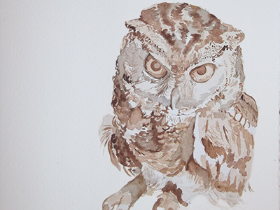 Angrier Owl animals illustration watercolour