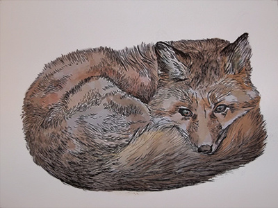 Sleeping Coyote animals illustration watercolour