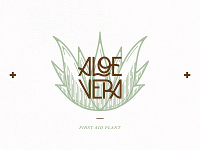 Aloe Vera illustration lettering typography