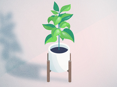 House plant house plant illustration isometric plant vector