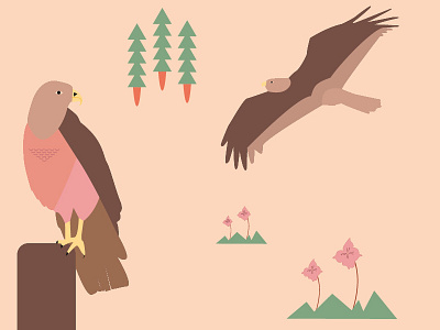 Buzzard illustrator kidsbook vectors