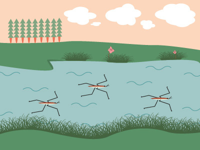 Water strider animal illustration illustrator kidsbook waterstrider
