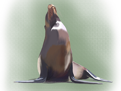 Sea lion galápagos illustration ipad painting procreate sea lion