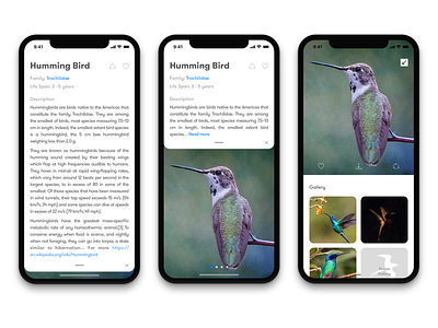 Birds App birds clean informative ui ux design