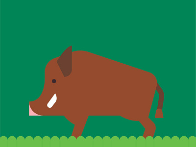 Boar