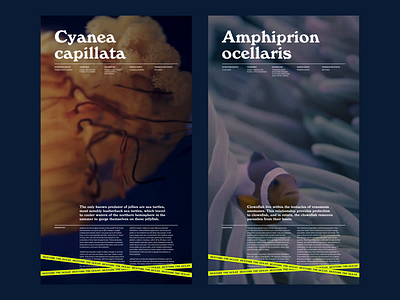 Oceana—layout exploration art direction design layout typography ui