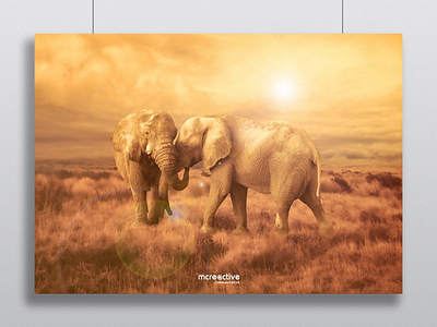 Elephants in the savannah