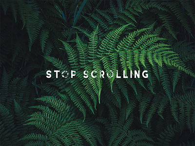 stop scrolling fern nature photo photoshop serif text typography