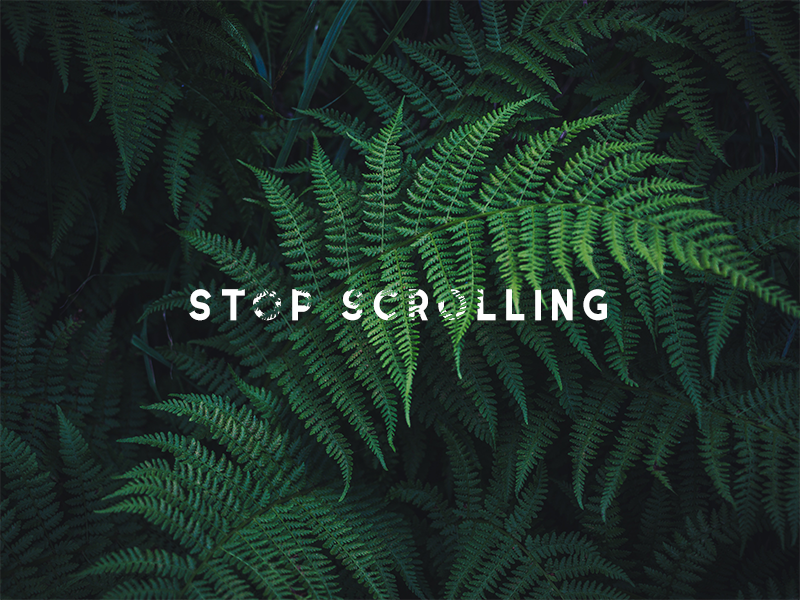 stop scrolling serif photo nature photoshop typography text fern