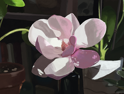 Pink Magnolia Flower digital painting flower illustration magnolia painting procreate
