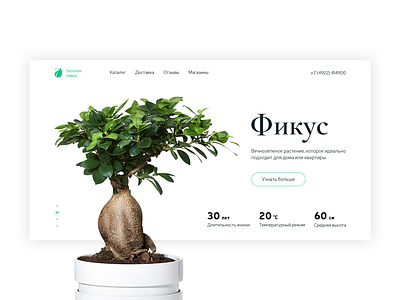 Ficus clean design ficus green nice shot ui ux webdesign white