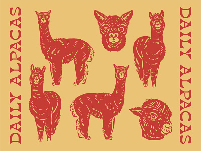 Illustration for Daily Alpacas alpacas artwork design doodle graphicdesign handrawn illustration logo vector vintage vintage logo