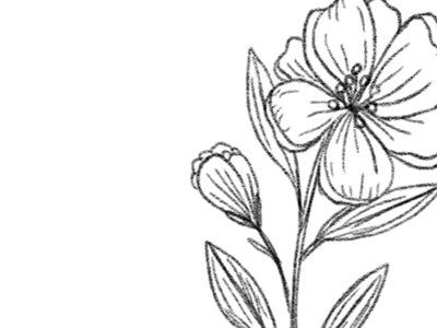 flower detail flowers illustration line drawing