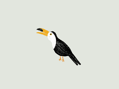 toucan bird bird illustration toucan