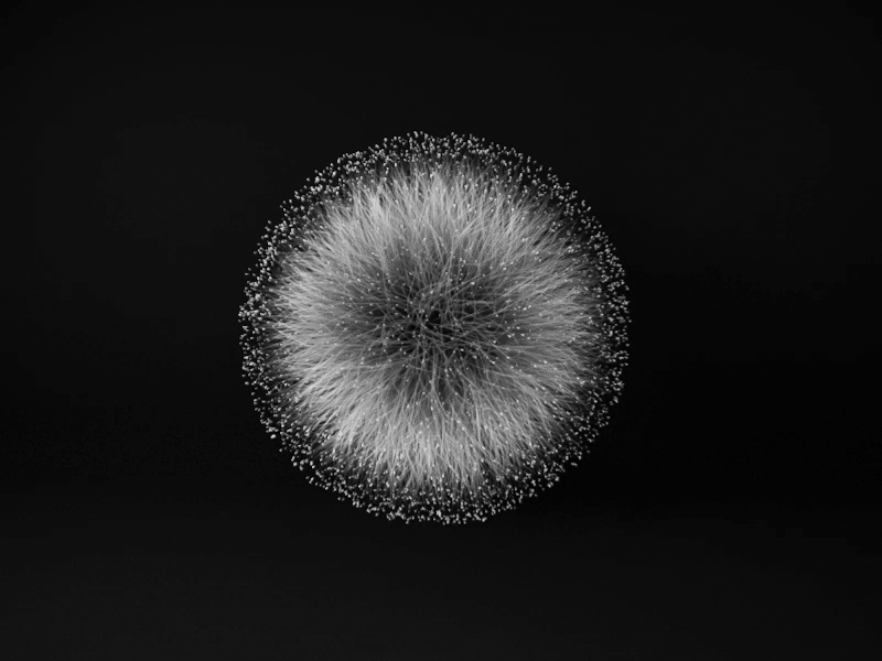 3D dandelion animate black white c4d42 cinema 4d flower hair sphere
