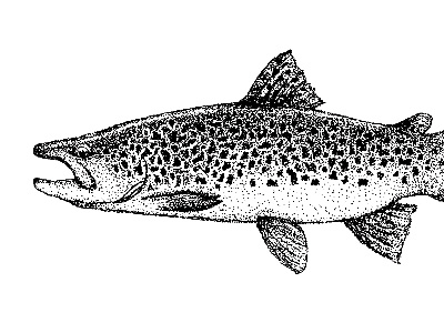 Stippled Trout black brown drawing fish illustration mcwhorter seth stipple trout white