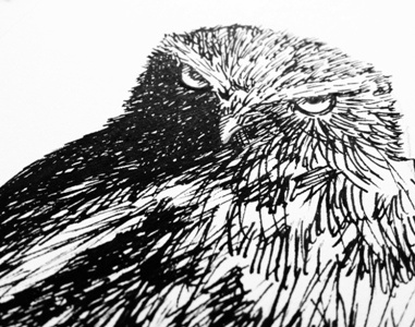 Owl drawing ink owl pen sketch