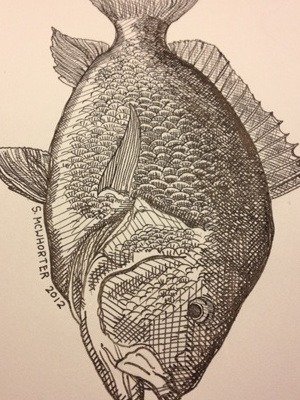 Red Snapper drawing fish illustration ink mcwhorter pen red seth sketch snapper