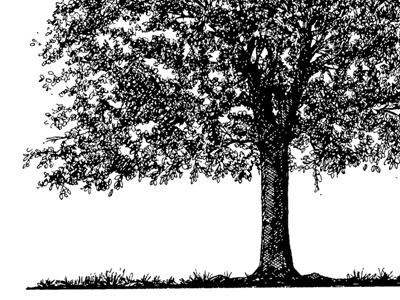 Oak Tree Drawing black drawing illustration ink mcwhorter oak pen seth sketch tree white