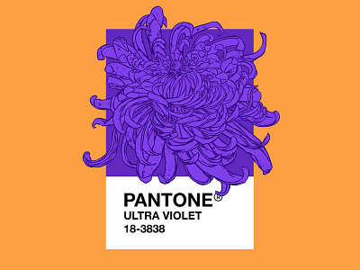 PANTONE Ultra Violet 2018 design flowers illustration pantone trending ultraviolet violet