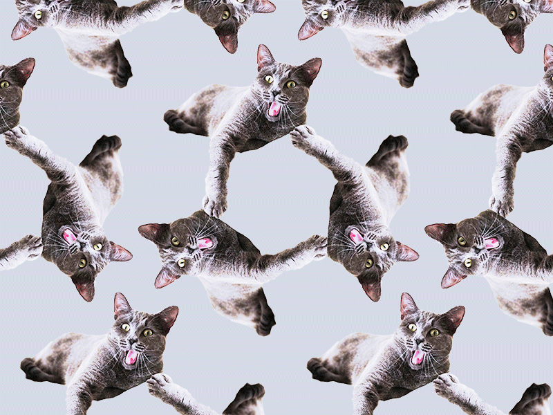 Pizza Cat pepperoni meow gif cat pizza