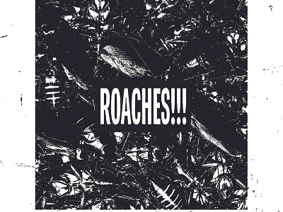 Roaches