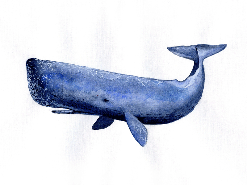 Sperm whale sperm whale watercolor